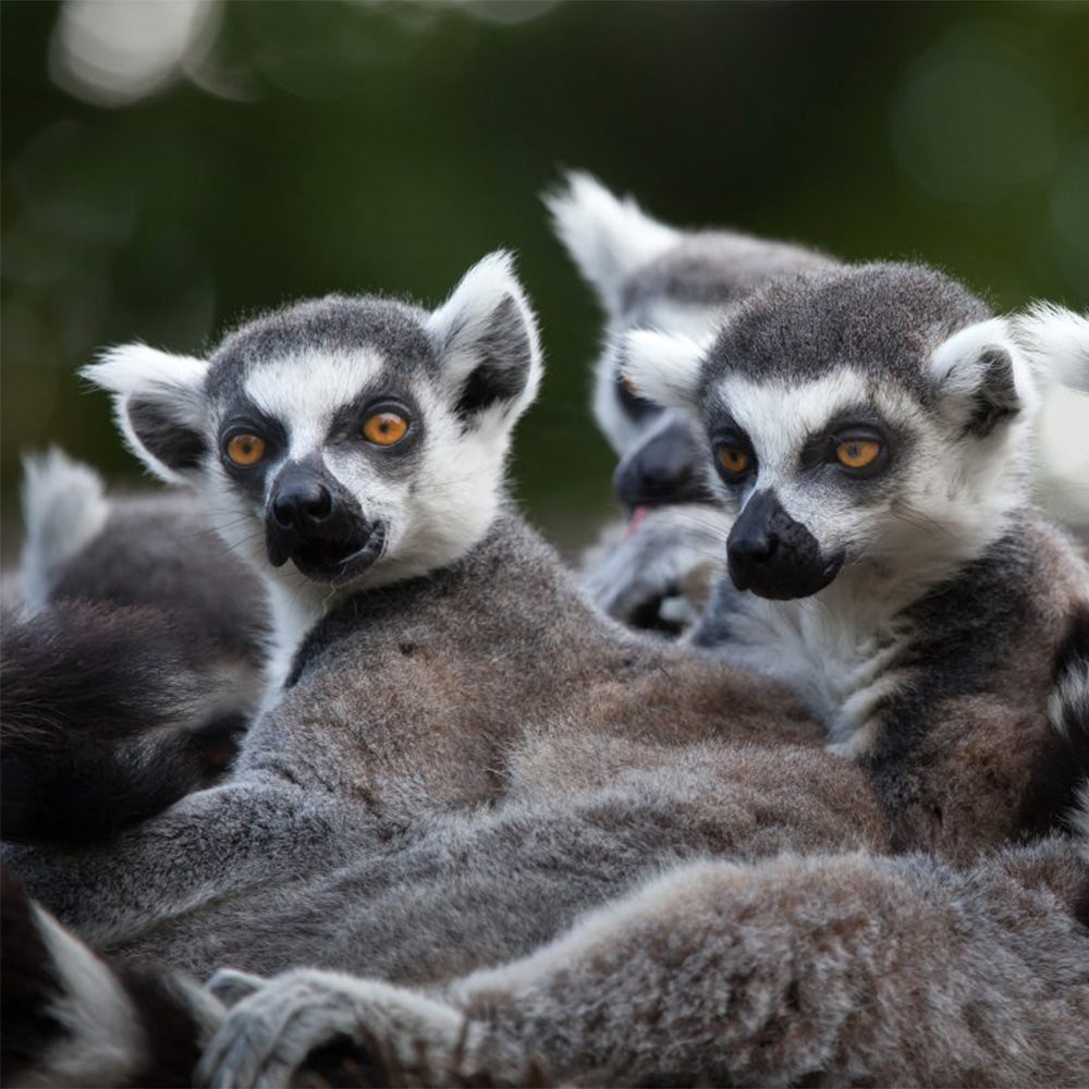 Hoo Zoo - £37.50 for Family of Five