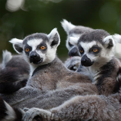 Hoo Zoo - £37.50 for Family of Five